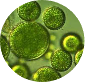 Microalgae