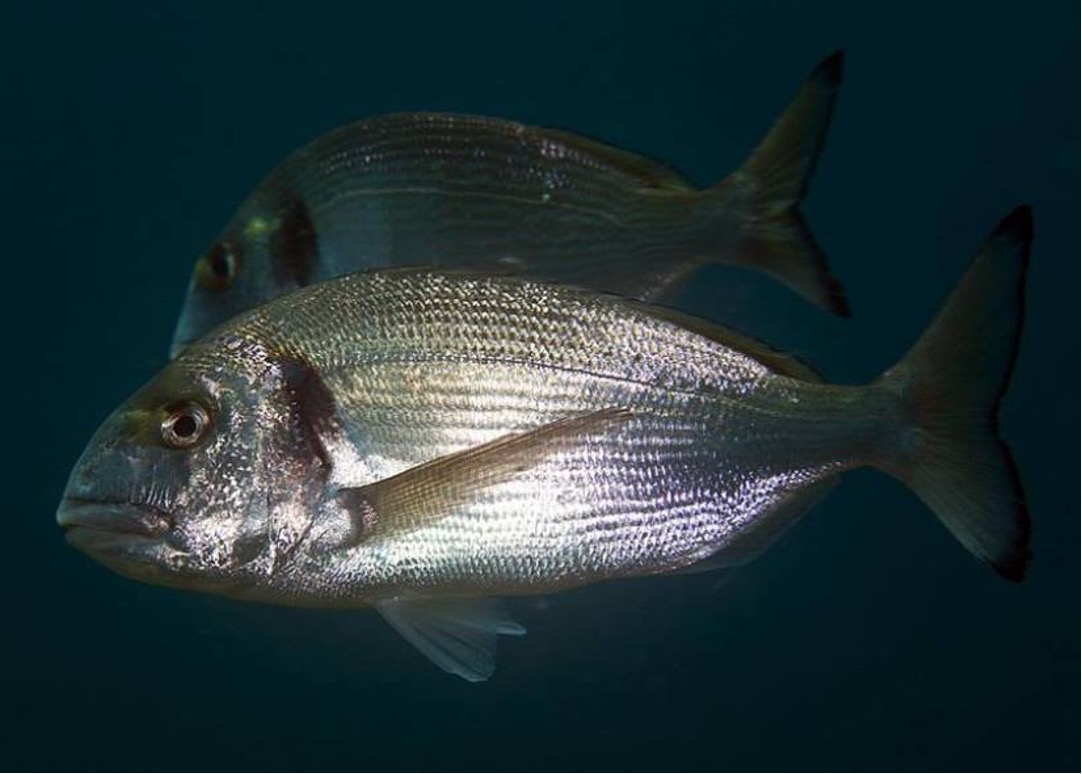 Seabream Broodstock