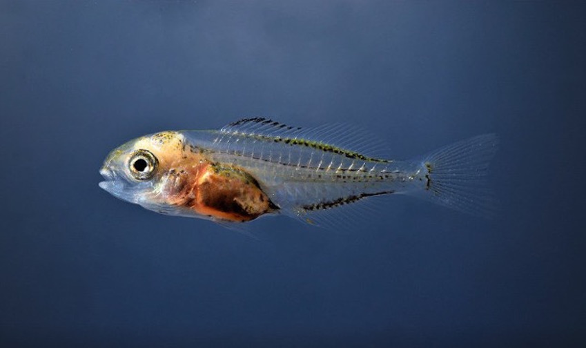 Seabream Larva