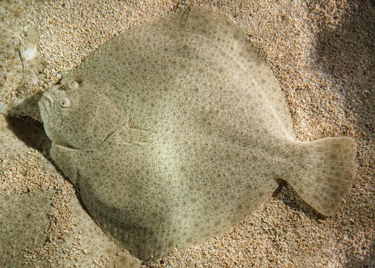 Turbot Broodstock